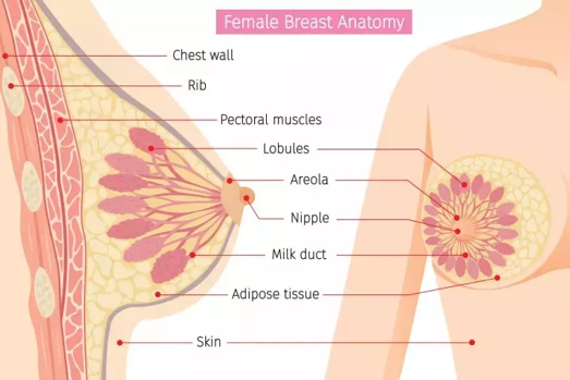 Diagram of female breast anatomy with labeled parts: chest wall, rib, pectoral muscles, lobules, areola, nipple, milk duct, adipose tissue and skin.