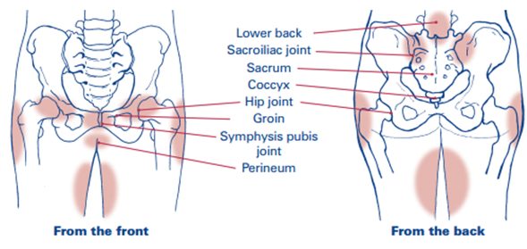 Front-and-back illustration of the pelvis showing highlighted areas on the lower back and perineal region, with labels for sacroiliac joints, sacrum, coccyx, hip joints, groin, symphysis pubis, and perineum. Captioned 'From the front' and 'From the back'.